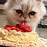 kitten, cat, pet, cake, strawberry, dessert, food, licking, cute, fluffy, white_cat, indoor, closeup, animal, table, plate, curious, sweet, tongue, kitchen