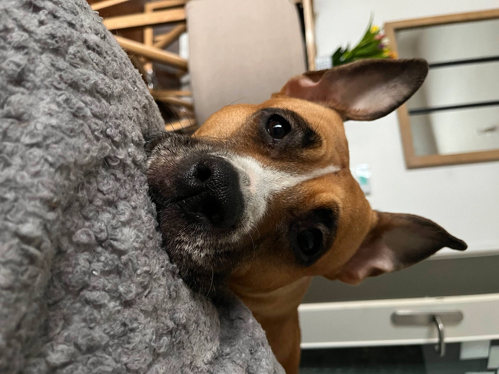 Léxa participe au concours pour gagner de l'argent avec cette photo : ancient_dog_breeds, canidae, carnivore, collar, companion_dog, dog, dog_breed, dog_collar, ear, fawn, fur, non_sporting_group, plant, sporting_group, terrestrial_animal, terrier, whiskers, window, working_animal, working_dog