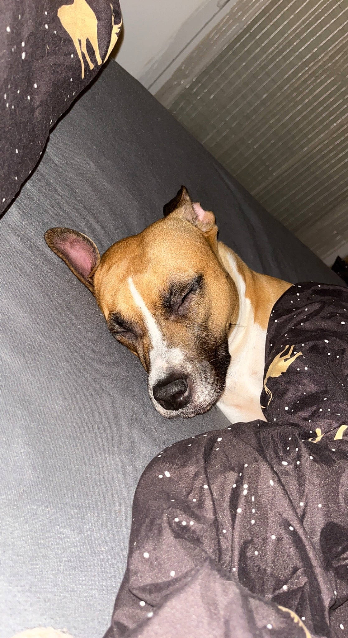 Léxa participe au concours pour gagner de l'argent avec cette photo : canidae, carnivore, collar, comfort, companion_dog, dog, dog_breed, dog_supply, ear, fawn, linens, non_sporting_group, puppy, sleep, snout, sporting_group, whiskers, wood, working_animal