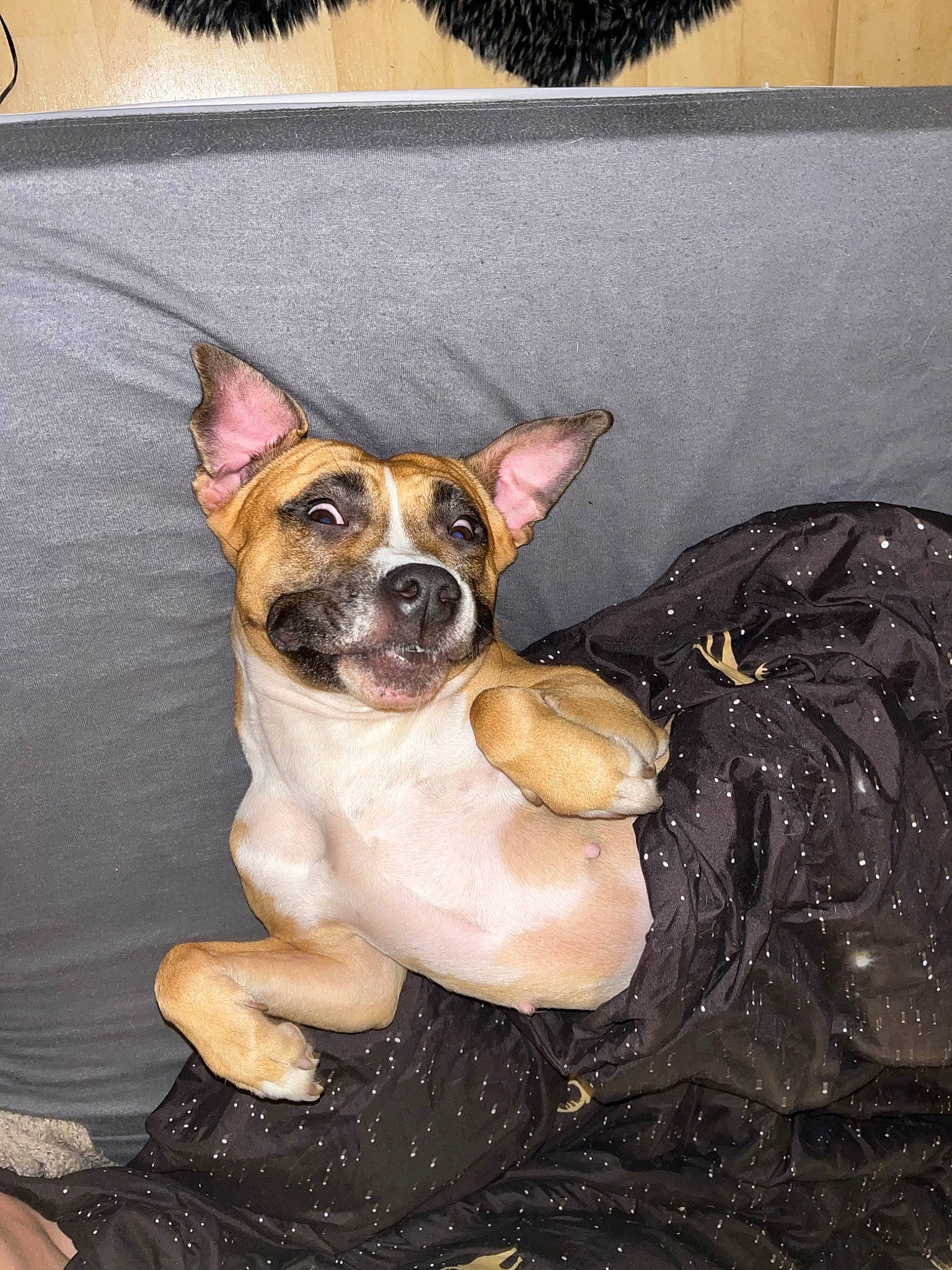 Léxa a rejoint le concours — aidez-le/la à gagner de superbes lots ! boston_terrier, brown, canidae, carnivore, chihuahua, comfort, companion_dog, couch, dog, dog_breed, ear, fawn, fur, puppy, sitting, snout, sporting_group, toy_dog, whiskers, working_animal