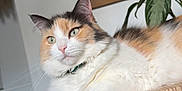 Perle participe au concours pour gagner de l'argent avec cette photo : animal, calico_cat, cat, chair, closeup, cozy, domestic, feline, fur, furniture, green, indoor, mirror, pet, plant, portrait, relaxed, resting, whiskers, wood