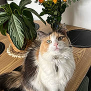 Perle a rejoint le concours — aidez-le/la à gagner de superbes lots ! bouquet, calico_cat, cat, collar, curious, domestic_animal, feline, flowers, fluffy, greenery, indoor, pet, pink_nose, plant, potted_plant, roses, sitting, table, whiskers, wooden_table