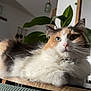 Perle participe au concours pour gagner de l'argent avec cette photo : animal, calico, cat, close_up, cozy, domestic, ears, face, fluffy, fur, furniture, green_blanket, home_decor, indoor, lying_down, pet, plant, relaxed, whiskers, wooden_surface