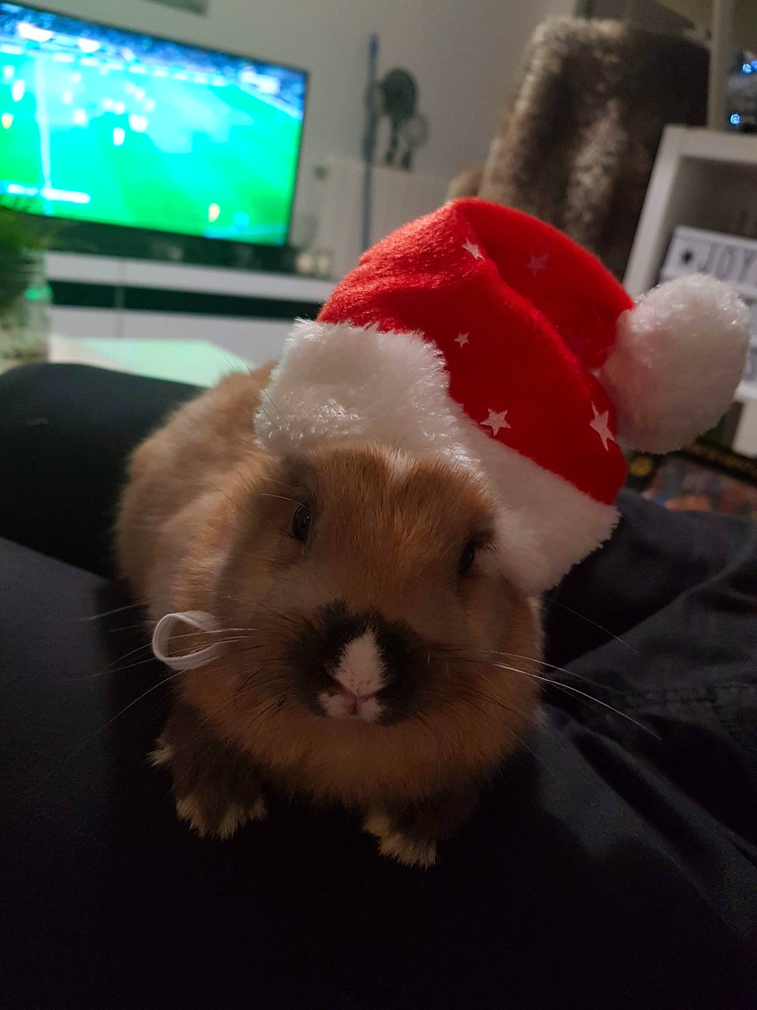 Nala participe au concours pour gagner de l'argent avec cette photo : domestic_rabbit, fur, hamster, rabbit, rabits_and_hares, snout, whiskers