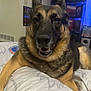 Zoey joined the competition — help win amazing prizes! animal, bed, canine, comfort, dog, domestic, ears, fur, furniture, german_shepherd, home, indoor, looking_at_camera, mammal, mouth, nose, pet, portrait, resting, smiling