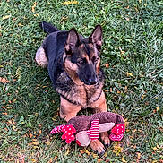 Zoey is registered to the contest to win money with this photo: animal, companion, cute, daylight, dog, ears, fall_leaves, fur, german_shepherd, grass, greenery, laying_down, looking_away, nature, outdoor, paws, pet, playing, plush_toy, toy