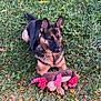 animal, companion, cute, daylight, dog, ears, fall_leaves, fur, german_shepherd, grass, greenery, laying_down, looking_away, nature, outdoor, paws, pet, playing, plush_toy, toy