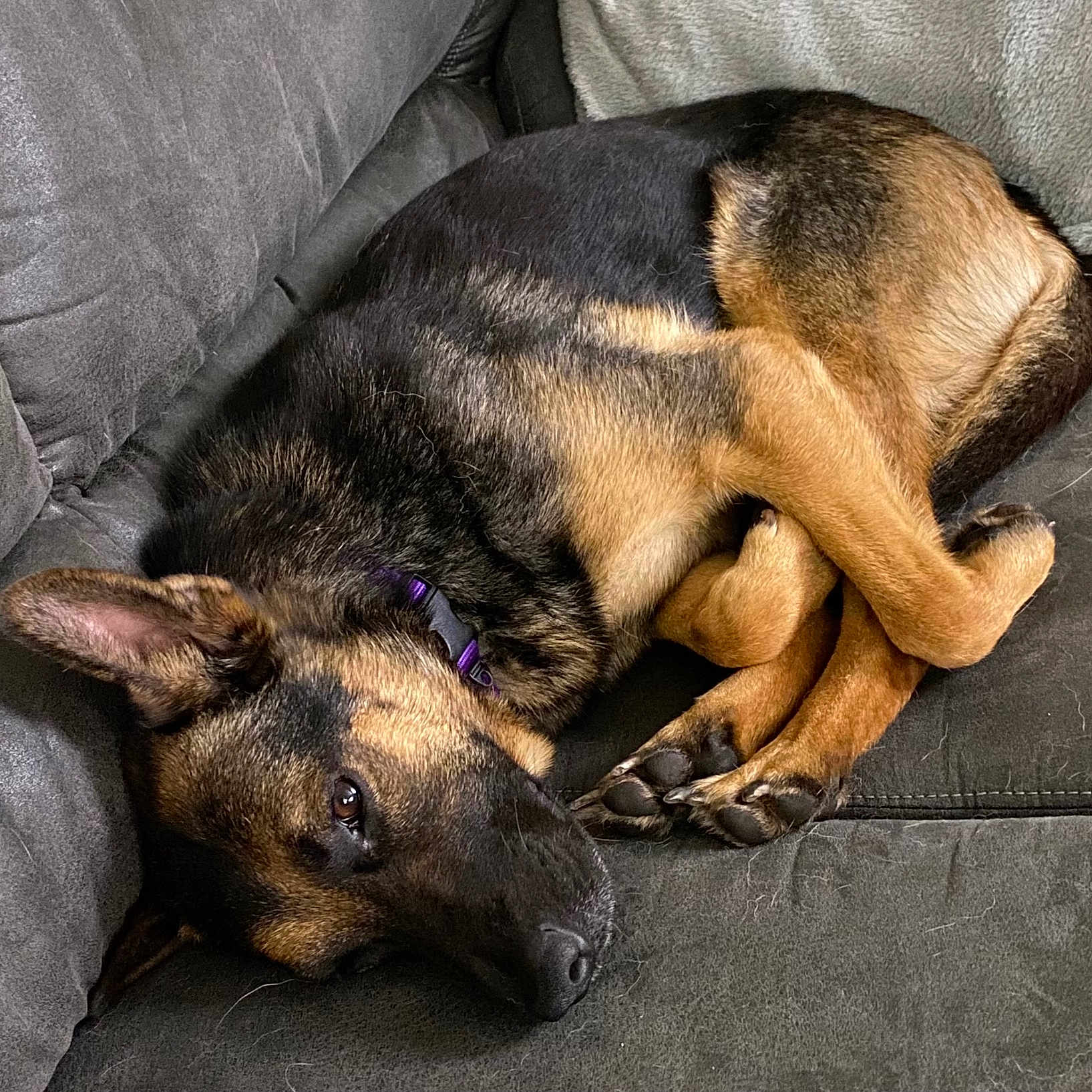 Zoey joined the competition — help win amazing prizes! animal, black, brown, canine, close_up, collar, companion, couch, cozy, dog, domestic_animal, fur, furniture, indoor, lying_down, paw, pet, relaxed, resting, sleeping