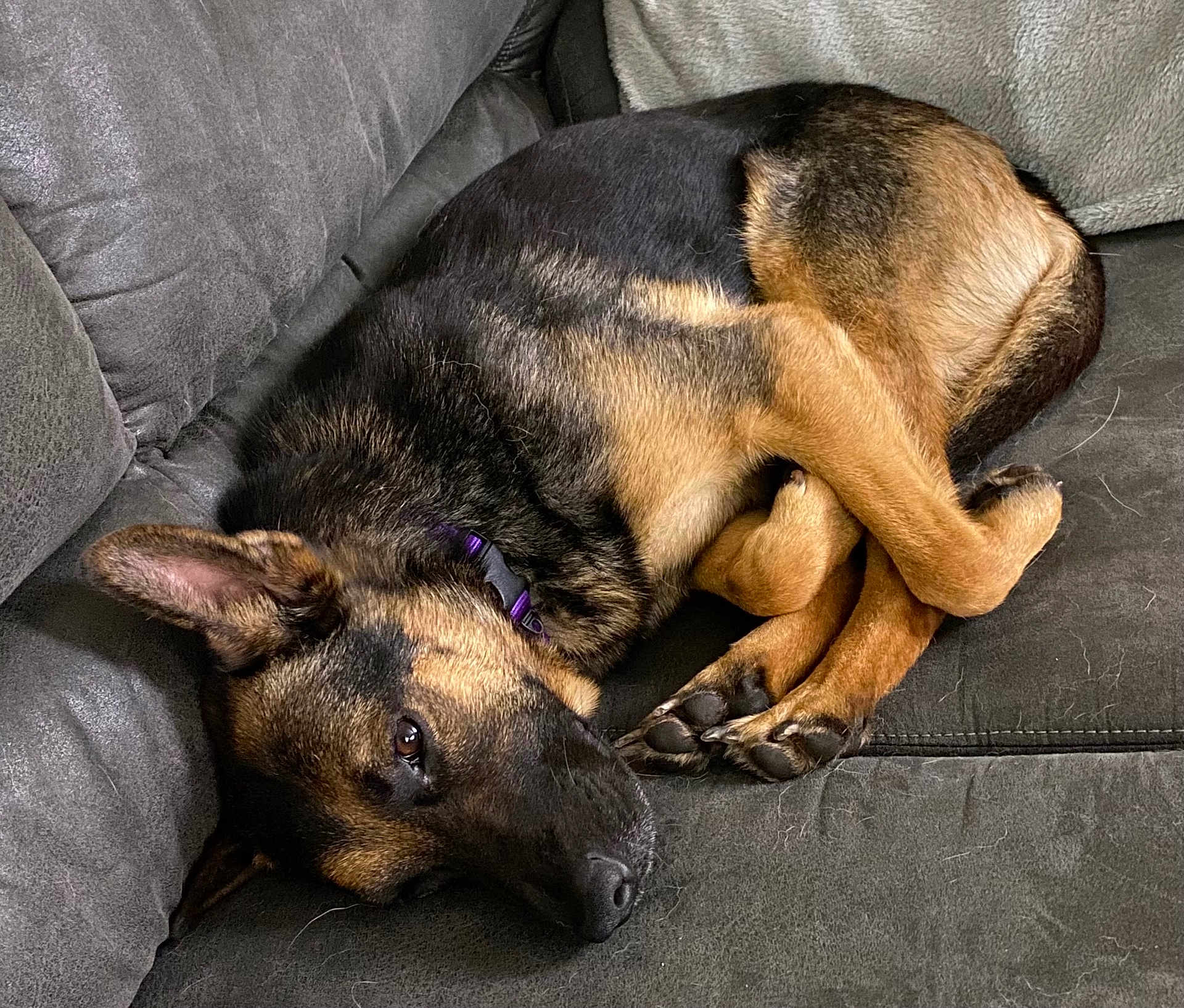 Zoey joined the competition — help win amazing prizes! animal, black, brown, canine, close_up, collar, companion, couch, cozy, dog, domestic_animal, fur, furniture, indoor, lying_down, paw, pet, relaxed, resting, sleeping