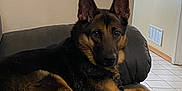 Zoey joined the competition — help win amazing prizes! alert, animal, black, brown, canine, companion, couch, dog, domestic, ears, floor, fur, german_shepherd, indoor, looking, pet, relaxed, resting, tail, tile