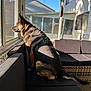 Zoey is registered to the contest to win money with this photo: animal, backyard, collar, couch, daylight, dog, domestic, furniture, german_shepherd, home, indoor, looking_out, pet, quiet, relaxed, resting, shadow, side_view, sunlight, window