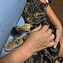 Oscar is registered to the contest to win money with this photo: arms, blue, cat, closeup, comfort, cozy, cushion, feline, fur, hands, human, indoor, napping, pet, relaxation, resting, skin, sleeping, striped, tabby