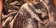 Oscar is registered to the contest to win money with this photo: animal, blanket, cat, closeup, cozy, curled_up, cute, domestic, feline, fur, indoors, pet, pink, resting, sleeping, soft, striped, tabby, tail, whiskers