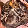 animal, blanket, cat, closeup, cozy, curled_up, cute, domestic, feline, fur, indoors, pet, pink, resting, sleeping, soft, striped, tabby, tail, whiskers