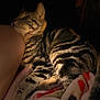 Oscar is registered to the contest to win money with this photo: animal, blanket, cat, closeup, comfort, cozy, dark_background, domestic_animal, feline, fur, indoor, leg, paw, pet, relaxation, resting, soft_texture, striped_fur, tabby_cat, warm_lighting