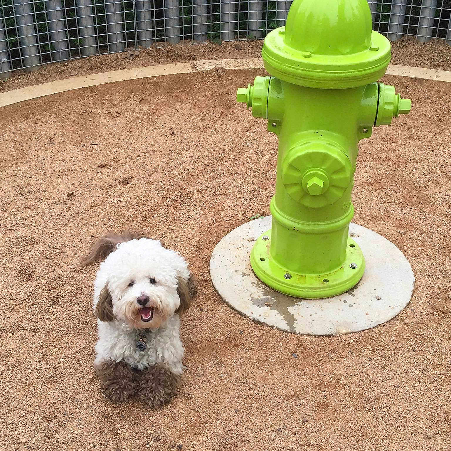Bentley is registered to the contest to win money with this photo: