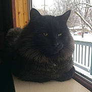 Yogi is registered to the contest to win money with this photo: cat, black_cat, fluffy_fur, windowsill, window, snow, winter, outdoor_view, tree, fence, animal, pet, indoor, natural_light, quiet, relaxed, looking_outside, domestic_cat, cozy, house