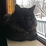 cat, black_cat, fluffy_fur, windowsill, window, snow, winter, outdoor_view, tree, fence, animal, pet, indoor, natural_light, quiet, relaxed, looking_outside, domestic_cat, cozy, house