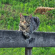 Tigerbuddy is registered to the contest to win money with this photo: animal, cat, countryside, daylight, farm, feline, fence, garden, grass, green_eyes, greenery, hay_bale, outdoor, pet, portrait, sitting, striped_fur, tabby_cat, wildlife, wooden_fence