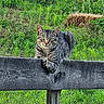 animal, cat, countryside, daylight, farm, feline, fence, garden, grass, green_eyes, greenery, hay_bale, outdoor, pet, portrait, sitting, striped_fur, tabby_cat, wildlife, wooden_fence