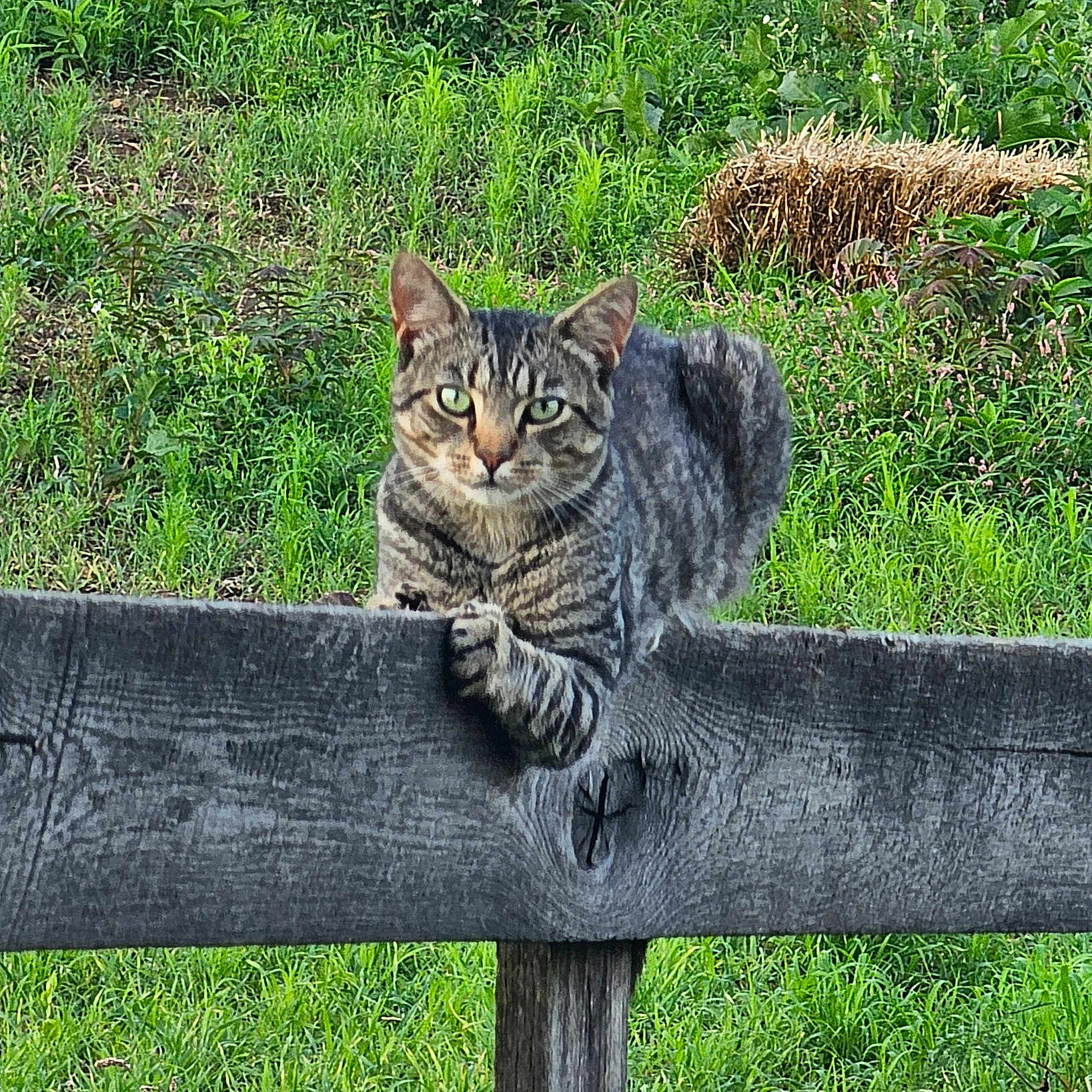 Tigerbuddy