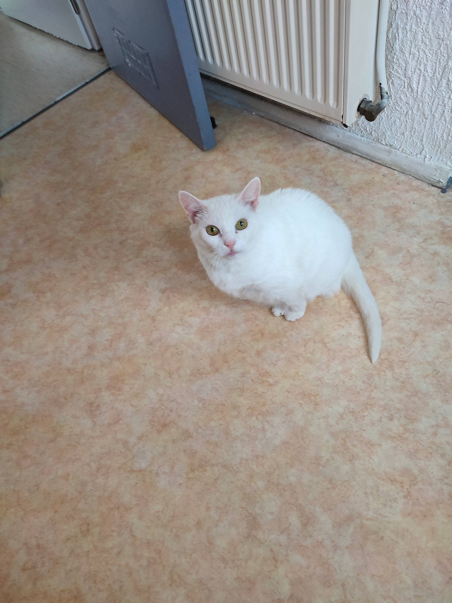 Maya a rejoint le concours — aidez-le/la à gagner de superbes lots ! carnivore, cat, comfort, companion_dog, domestic_short_haired_cat, door, fawn, felidae, floor, flooring, fur, hardwood, paw, sitting, small_to_medium_sized_cats, snout, tail, terrestrial_animal, whiskers, wood