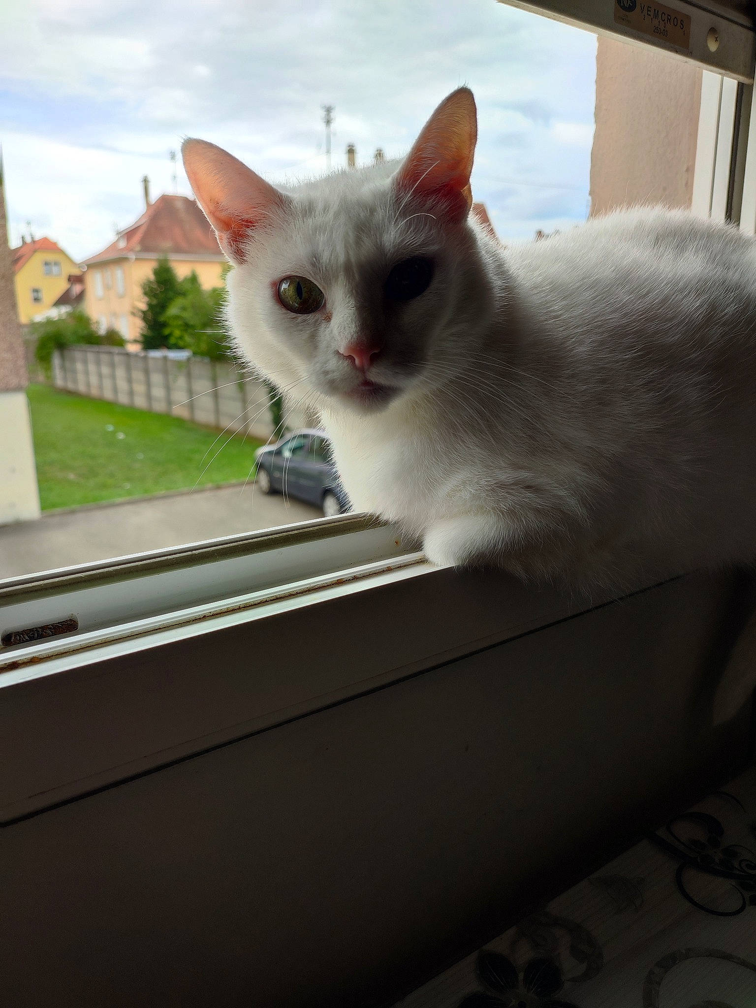 Maya a rejoint le concours — aidez-le/la à gagner de superbes lots ! automotive_exterior, carnivore, cat, cloud, domestic_short_haired_cat, fawn, felidae, fur, metal, paw, plant, sky, small_to_medium_sized_cats, snout, tail, tree, whiskers, window, windshield, wood