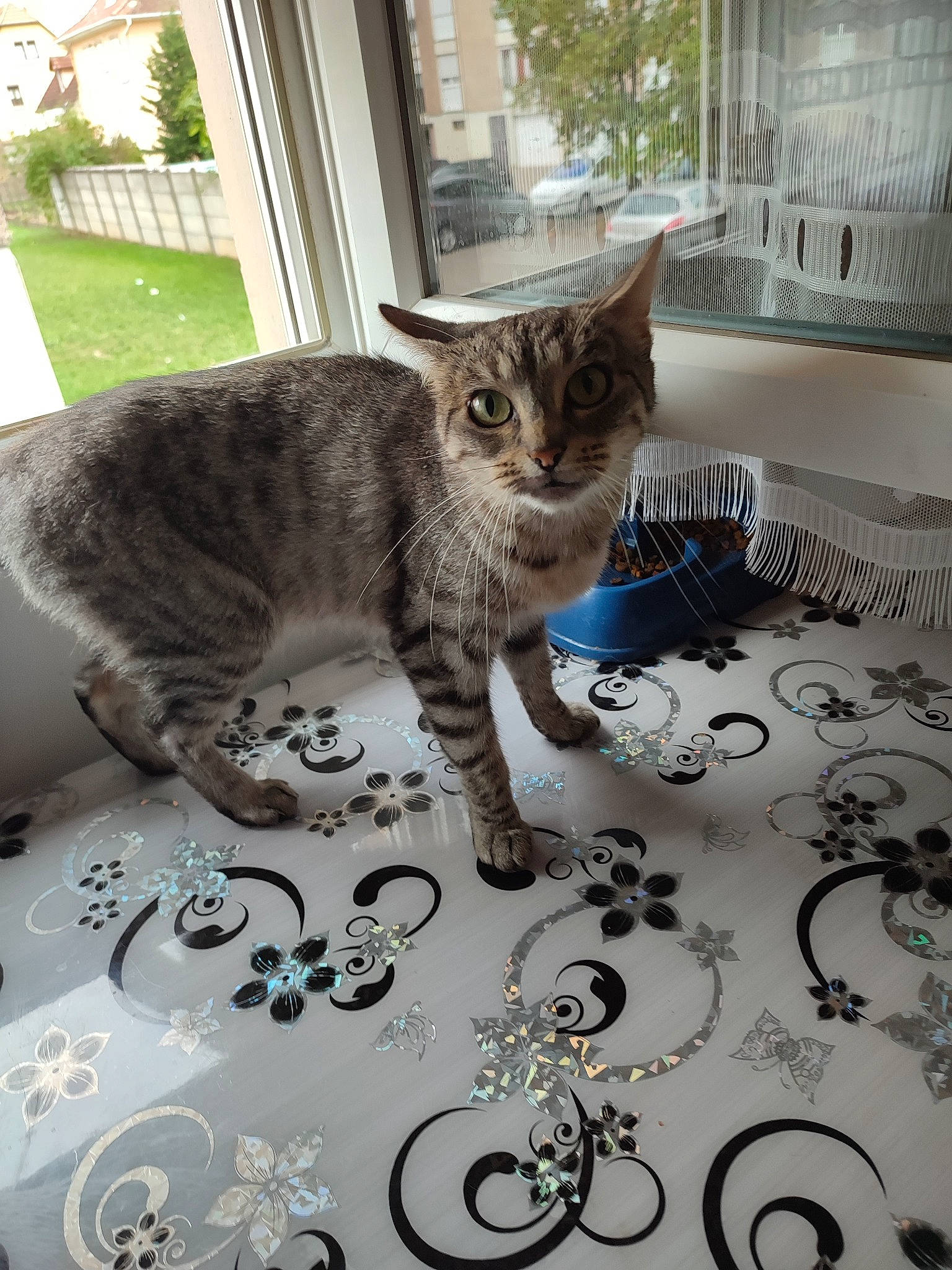 Maya participe au concours pour gagner de l'argent avec cette photo : carnivore, cat, circle, domestic_short_haired_cat, felidae, flooring, font, fur, grey, linens, mammal, pattern, paw, room, small_to_medium_sized_cats, snout, tail, vertebrate, whiskers, window