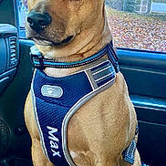 Max joined the competition — help win amazing prizes! dog, pet, canine, harness, car_interior, seat, autumn, fall_leaves, window, brown_dog, sitting, animal, portrait, ears, collar, vehicle, seat_cover, domestic_animal, alert, side_view