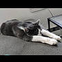 Ella Eugene joined the competition — help win amazing prizes! cat, black_and_white, stretching, indoor, relaxed, feline, pet, resting, fur, whiskers, animal, cozy, nap, couch, gray, sleeping, domestic_cat, household, quiet, calm