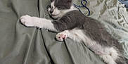 Ella Eugene is registered to the contest to win money with this photo: kitten, cat, sleeping, gray, white, bed, blanket, string, indoor, fur, pet, animal, resting, cute, cozy, paw, whiskers, young, domestic_cat, relaxing