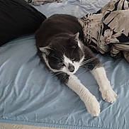 Ella Eugene is registered to the contest to win money with this photo: cat, bed, blanket, pillow, indoor, stretching, black_and_white, feline, sleepy, fur, pet, cozy, mattress, resting, comfort, home, animal, relaxing, soft, domestic