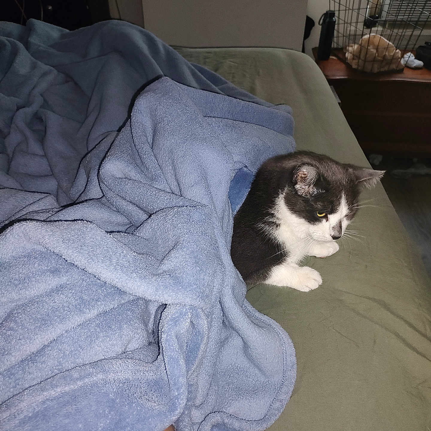 Ella Eugene joined the competition — help win amazing prizes! bed, black_and_white_cat, blanket, blue_blanket, cabinet, cage, cat, comfort, cozy, domestic_animal, feline, floor, furniture, home, indoor, pet, relaxing, resting, sleepy, wood_floor