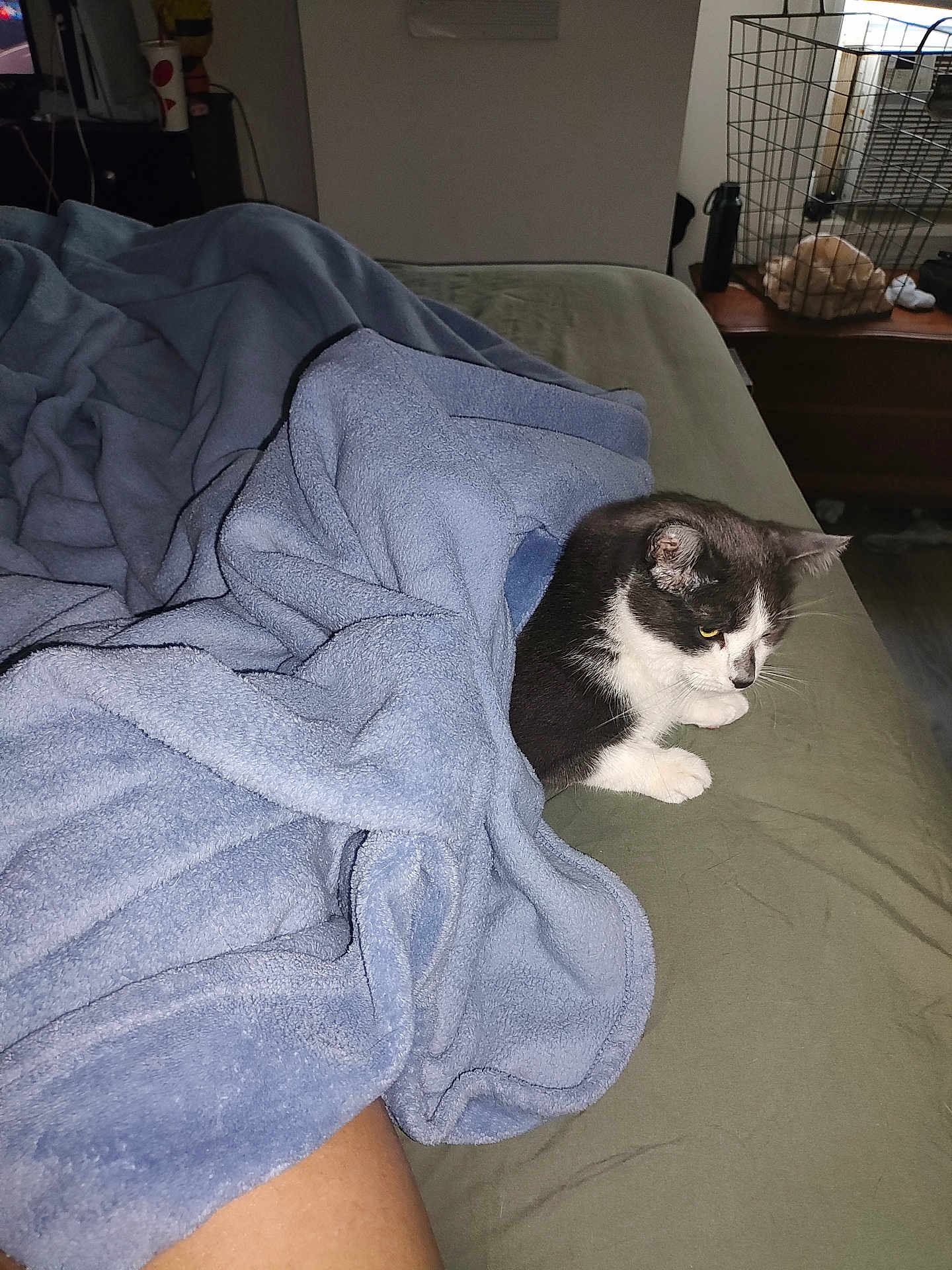 Ella Eugene joined the competition — help win amazing prizes! cat, blanket, bed, furniture, indoor, pet, resting, blue_blanket, black_and_white_cat, cozy, home, relaxing, cage, floor, wood_floor, cabinet, domestic_animal, feline, sleepy, comfort