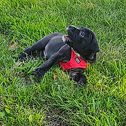 Rio joined the competition — help win amazing prizes! puppy, dog, black_dog, grass, outdoor, pet, young_dog, red_harness, animal, nature, curious, lying_down, playful, canine, greenery, summer, sunlight, cute, fur, alert