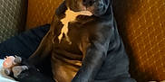 Rio joined the competition — help win amazing prizes! puppy, dog, black_dog, white_patch, sitting, chair, couch, pet, animal, cute, young, paw, fur, indoor, cozy, relaxed, looking, portrait, companion, adorable