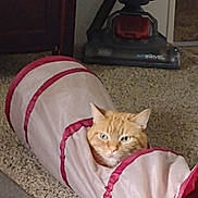 Optimus joined the competition — help win amazing prizes! cat, ginger_cat, pet, indoor, carpet, vacuum_cleaner, play_tunnel, curious, feline, orange_fur, household, room, floor, looking, domestic, animal, mischievous, furniture, home, relaxed