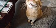Optimus joined the competition — help win amazing prizes! cat, orange_tabby, carpet, glass_table, books, indoor, pet, floor, furniture, shoe, curious, wide_eyes, mouth_open, whiskers, domestic_animal, home, table, chair, expression, looking_up