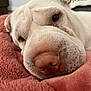 Crumpet is registered to the contest to win money with this photo: animal, blanket, close_up, comfort, companion, cozy, cute, dog, fur, indoor, nose, pet, pink_blanket, portrait, relaxed, resting, sleepy, snout, soft_texture, white_dog