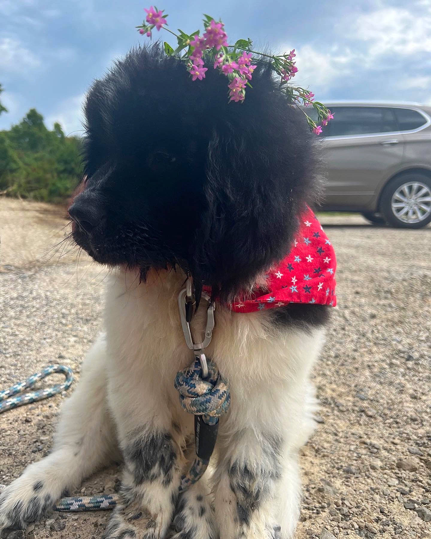 Banjo joined the competition — help win amazing prizes! car, carnivore, cloud, collar, companion_dog, dog, dog_breed, dog_collar, fashion_accessory, fur, grass, plant, sky, snout, sporting_group, tire, tree, water_dog, wheel, working_animal