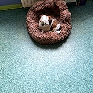 Bonny participe au concours pour gagner de l'argent avec cette photo : animal, blue_floor, calm, companion, cozy, cute, dog, domestic, floor, fur, home, indoor, pet_bed, puppy, quiet, radiator, resting, shaggy_bed, small_dog, white_and_brown