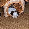 Bonny a rejoint le concours — aidez-le/la à gagner de superbes lots ! adorable, animal, brown, brown_and_white, cozy, cute, dog, floor, fur, house, indoor, pet_house, puppy, resting, sleepy, small, soft, toy, white, wooden_floor