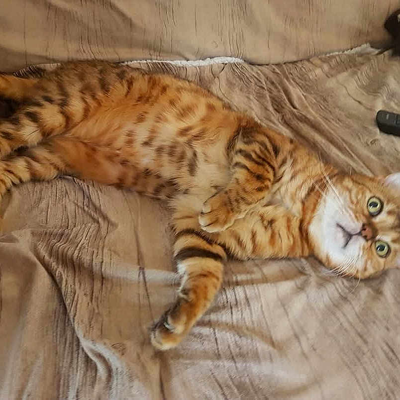 Guizmo a rejoint le concours — aidez-le/la à gagner de superbes lots ! animal, blanket, cat, cushion, electronics, furniture, hardwood, homedecor, kitten, person, pet, pillow, remotecontrol, sleeping, stainedwood, wood