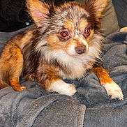 Ulysse a rejoint le concours — aidez-le/la à gagner de superbes lots ! dog, small_dog, fluffy, brown_fur, white_fur, black_fur, pet, indoors, blanket, cozy, pillow, fur, ears, alert, sitting, animal, companion, cute, flash, closeup