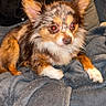 dog, small_dog, fluffy, brown_fur, white_fur, black_fur, pet, indoors, blanket, cozy, pillow, fur, ears, alert, sitting, animal, companion, cute, flash, closeup
