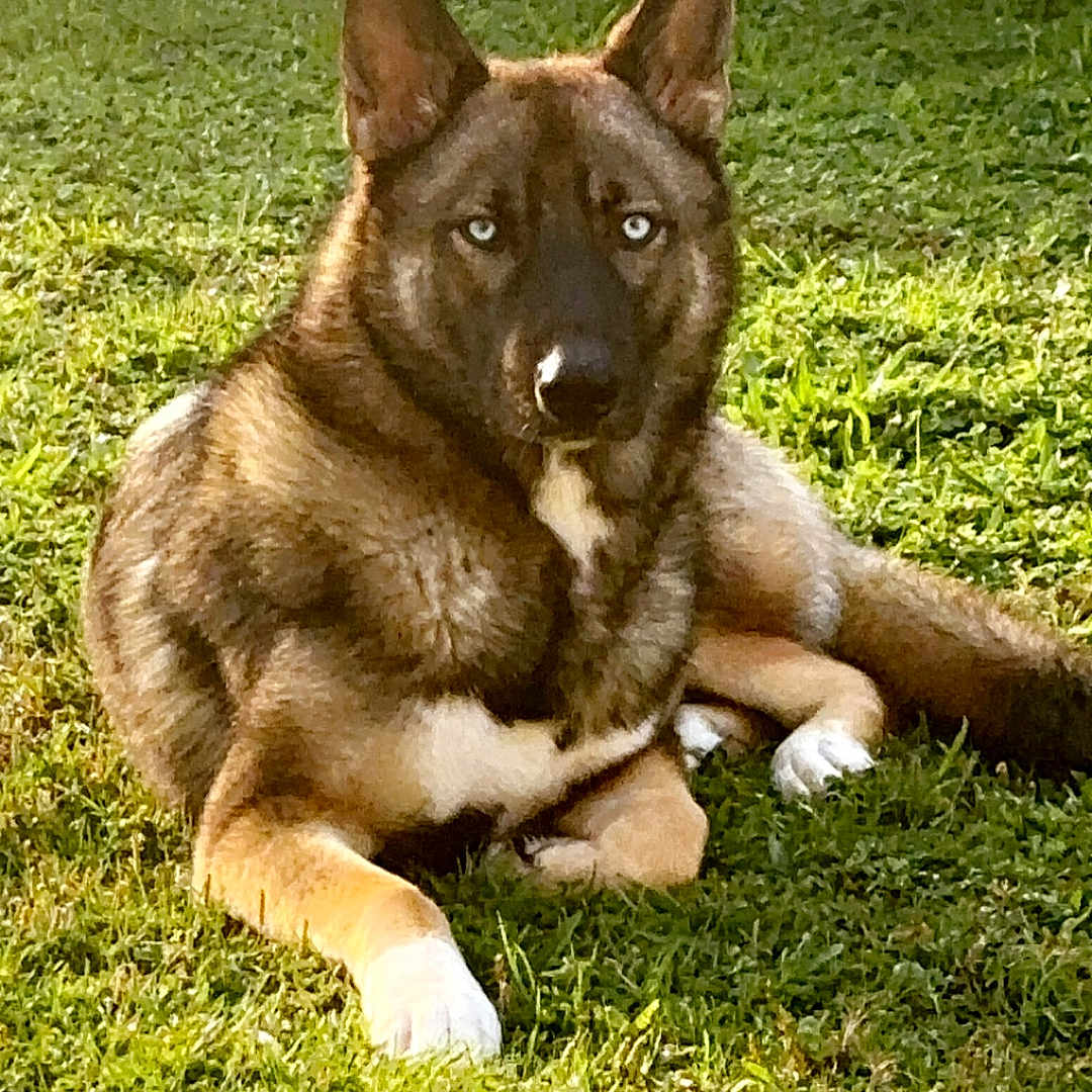 Dino a rejoint le concours — aidez-le/la à gagner de superbes lots ! animal, canine, coyote, dog, field, germanshepherd, grass, grassland, green, husky, lawn, nature, outdoors, pet, plant, policedog, puppy, snout, whitedog, yard