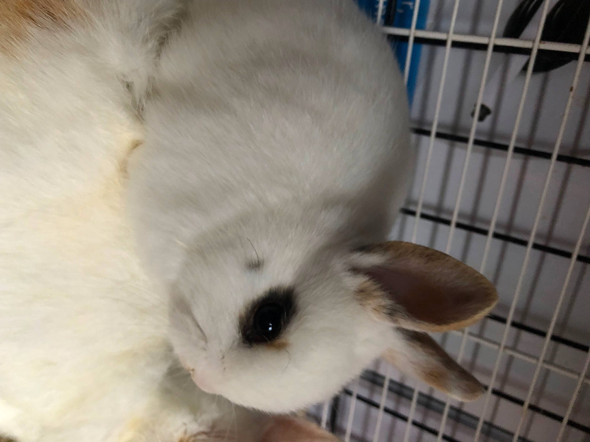 Bunny a rejoint le concours — aidez-le/la à gagner de superbes lots ! _geese_and_swans, bearded_seal, canidae, carnivore, companion_dog, dog_breed, domestic_rabbit, ducks, earless_seal, fur, fur_seal, marine_mammal, mustelidae, rabbits_and_hares, rodent, seal, terrestrial_animal, toy, water_bird, whiskers