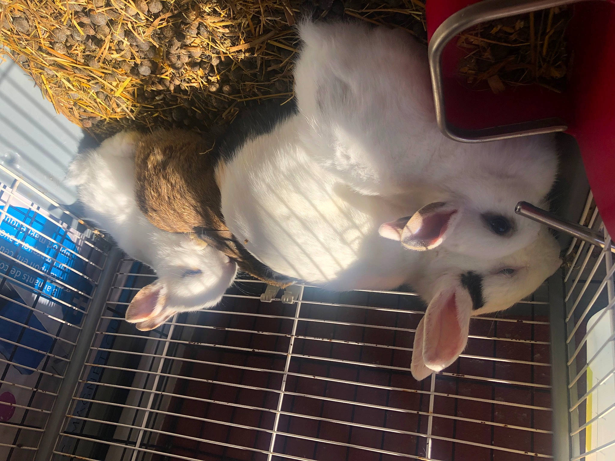 Bunny participe au concours pour gagner de l'argent avec cette photo : animal_shelter, beak, bird, cage, feather, flooring, foot, fun, fur, gesture, human_body, line, mammal, mesh, organism, snout, tail, textile, vertebrate, wing