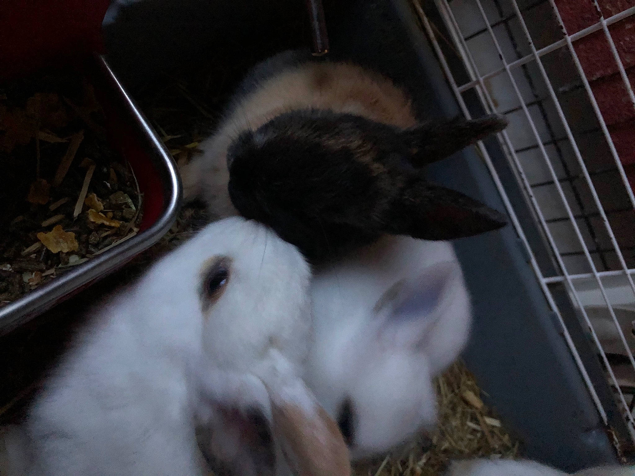 Bunny a rejoint le concours — aidez-le/la à gagner de superbes lots ! animal_feed, animal_shelter, cage, domestic_rabbit, fawn, felidae, fur, mammal, mouse, muroidea, pet_supply, rabbit, rabbits_and_hares, rodent, small_animal_food, small_to_medium_sized_cats, snout, tail, vertebrate, whiskers