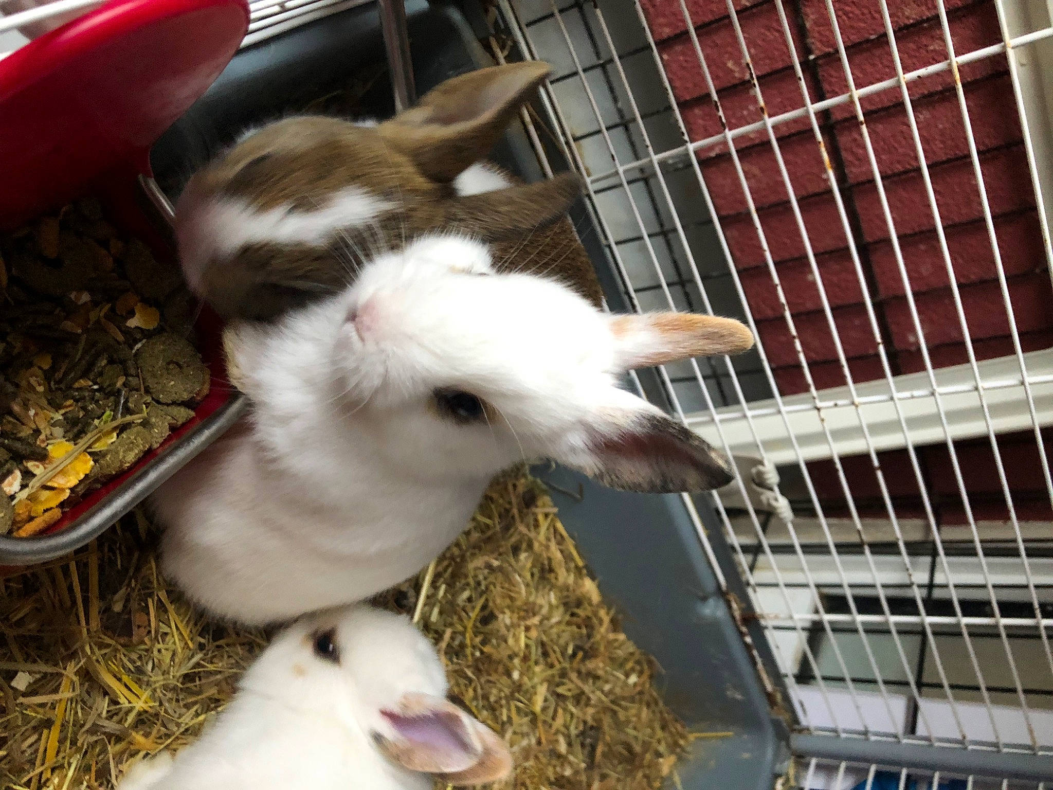 Bunny participe au concours pour gagner de l'argent avec cette photo : animal_feed, animal_shelter, cage, domestic_rabbit, fawn, fur, goat, grass, hay, light, livestock, mammal, pet_supply, rabbit, rabbits_and_hares, snapshot, terrestrial_animal, vertebrate, whiskers, working_animal